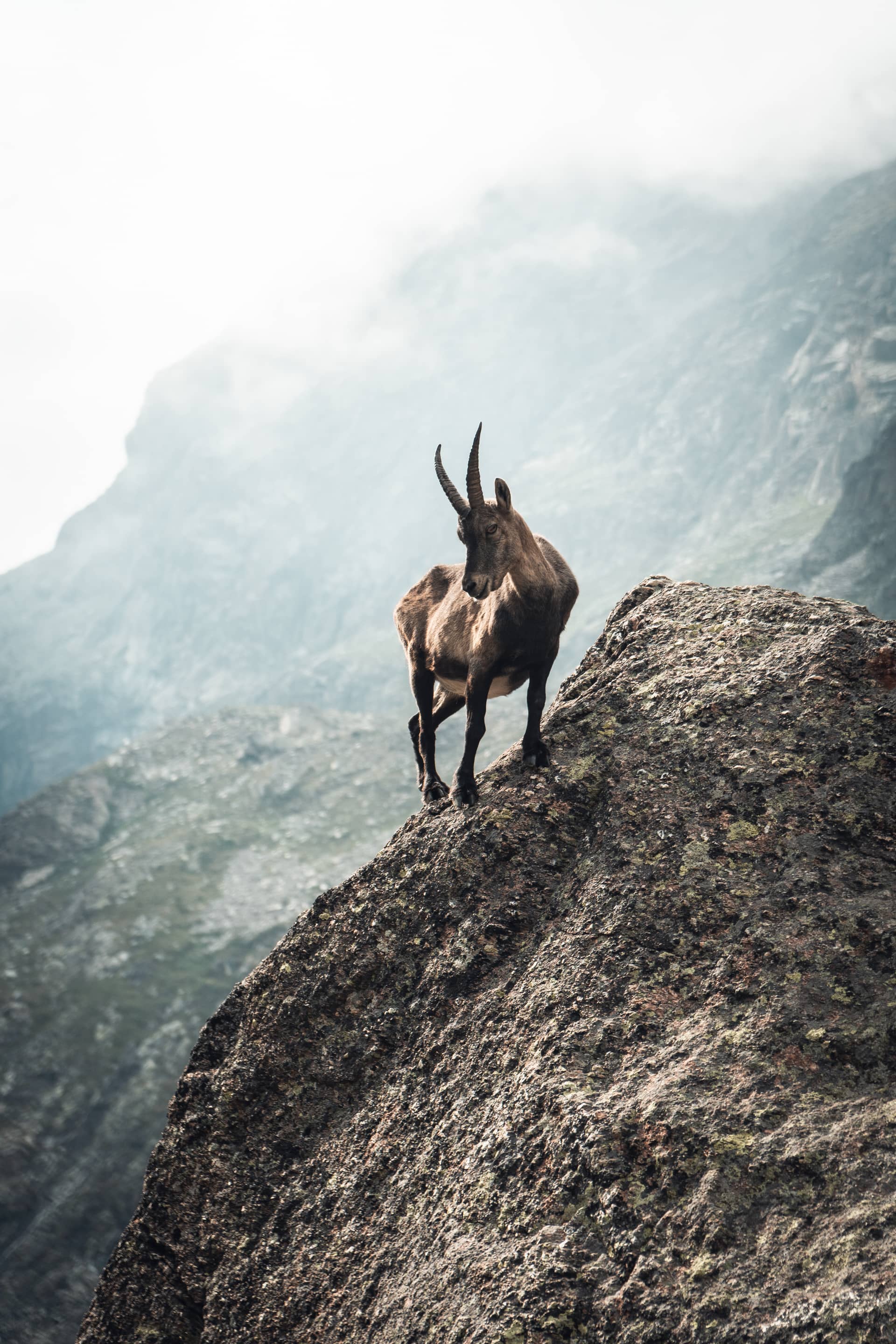 Hiking across the Graian Alps