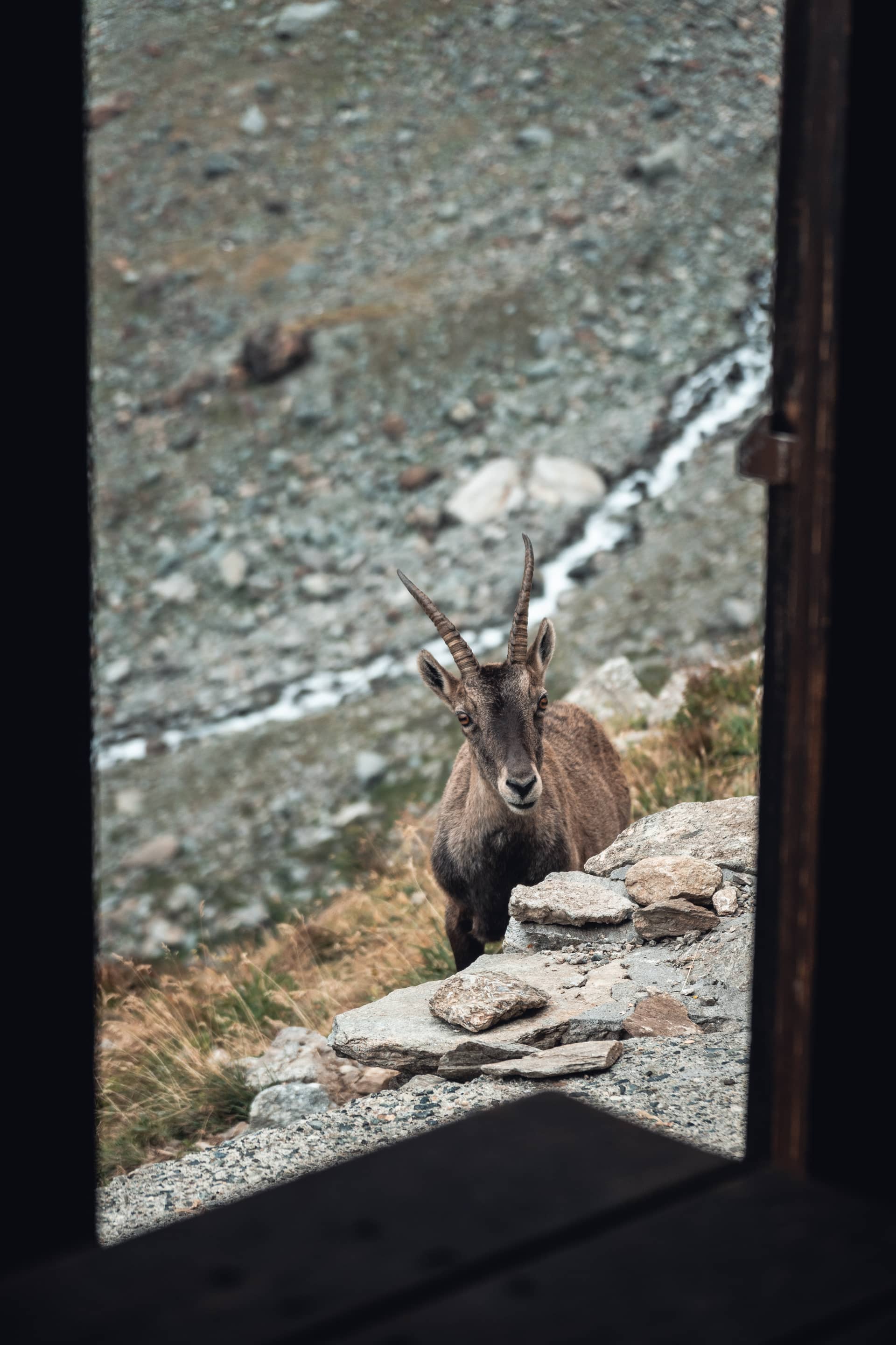 Hiking across the Graian Alps